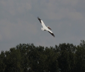 MNRiverPelicans 2014 09 026